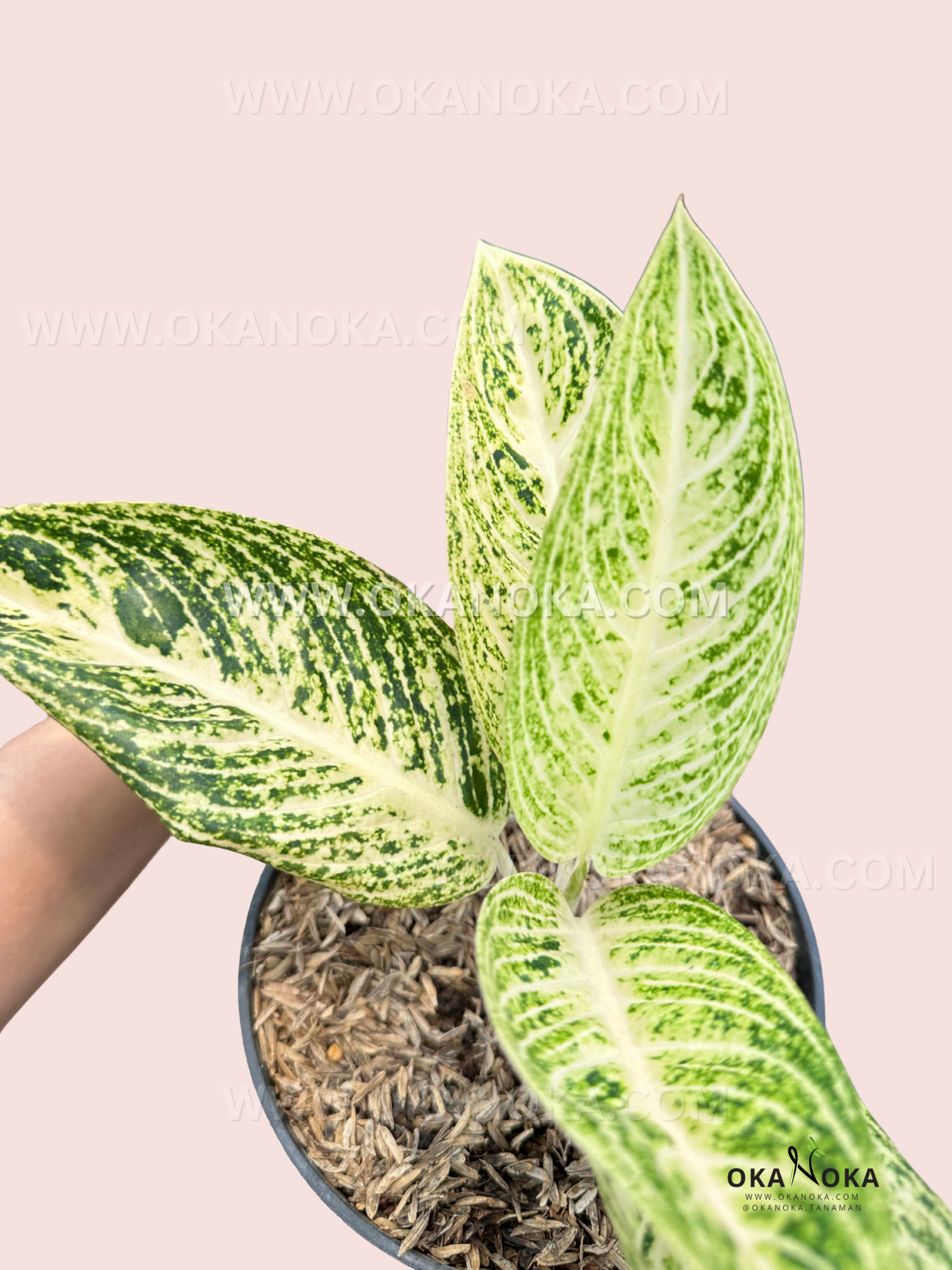 aglaonema legacy mangkok Aglaonema White Legacy
