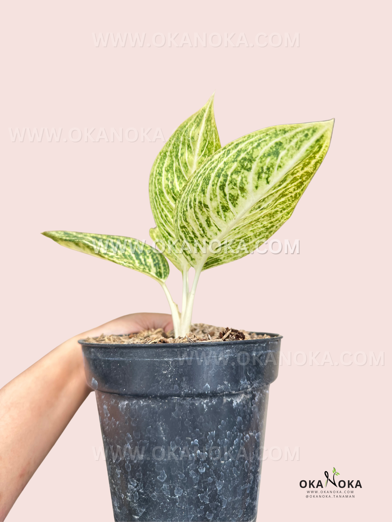 legacy aglaonema Aglaonema White Legacy – Okanoka