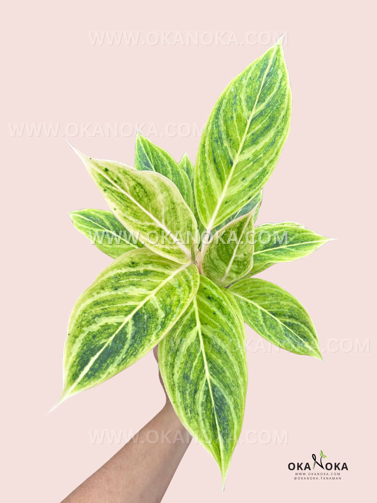aglaonema white lipstick Lápiz labial blanco Aglaonema