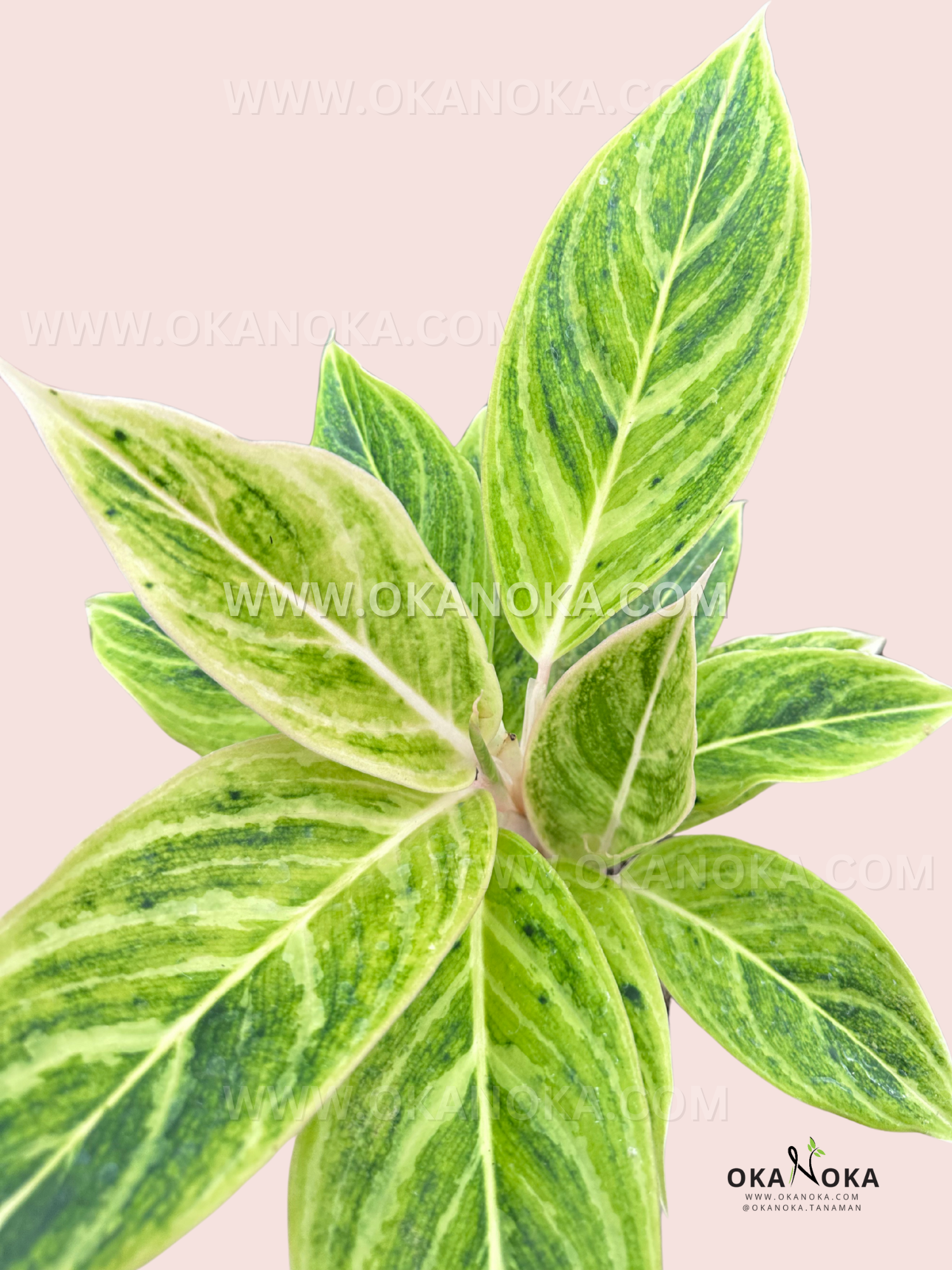 Aglaonema White Lipstick – Okanoka