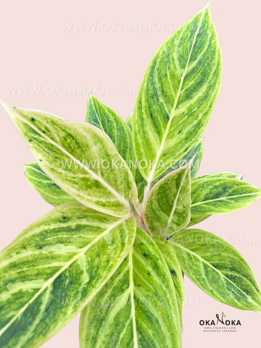 Close-up of Aglaonema White Lipstick, featuring elongated green leaves with creamy white variegation and a smooth, glossy texture.