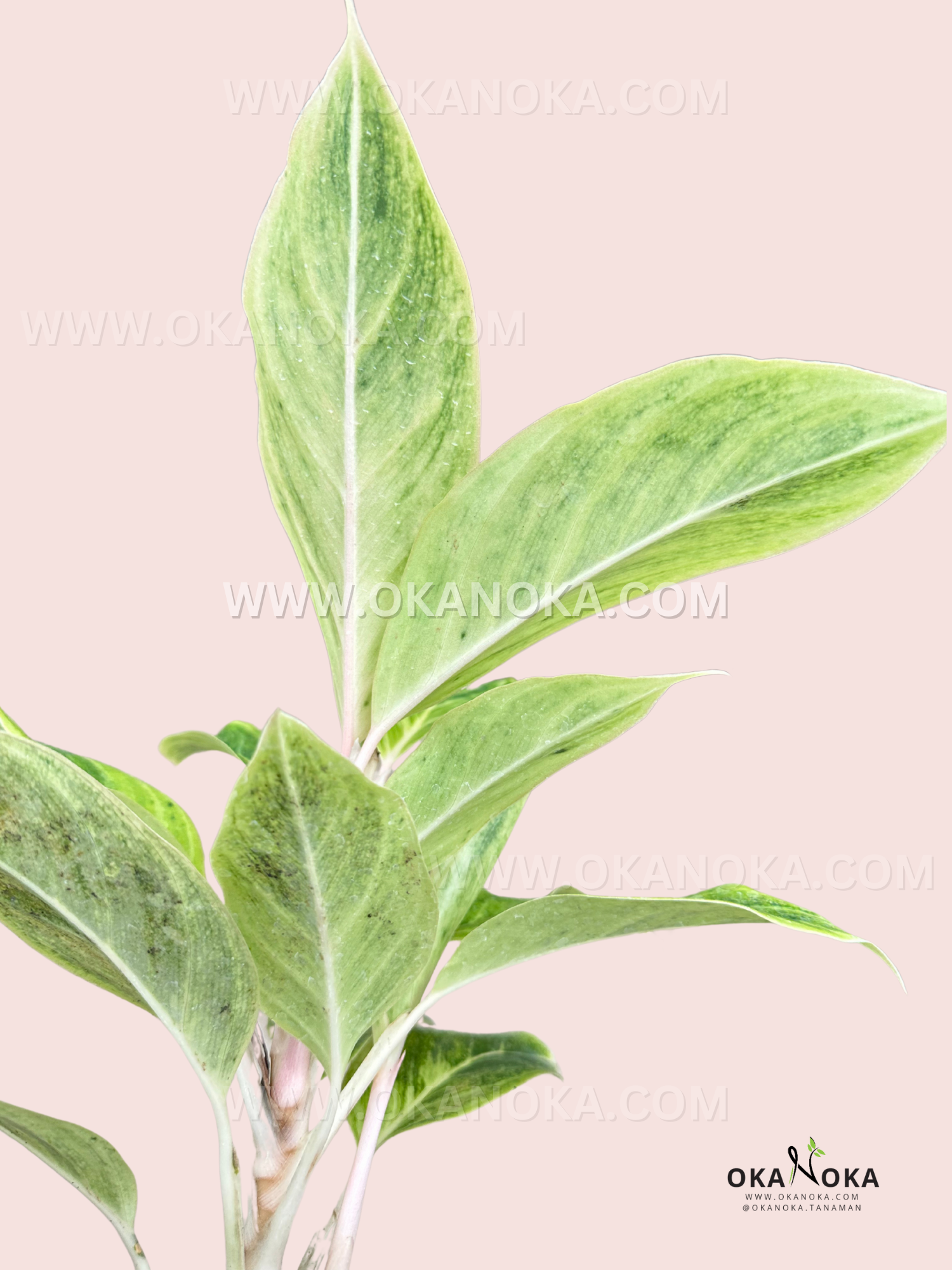 white lipstick aglaonema Aglaonema White Lipstick – Okanoka