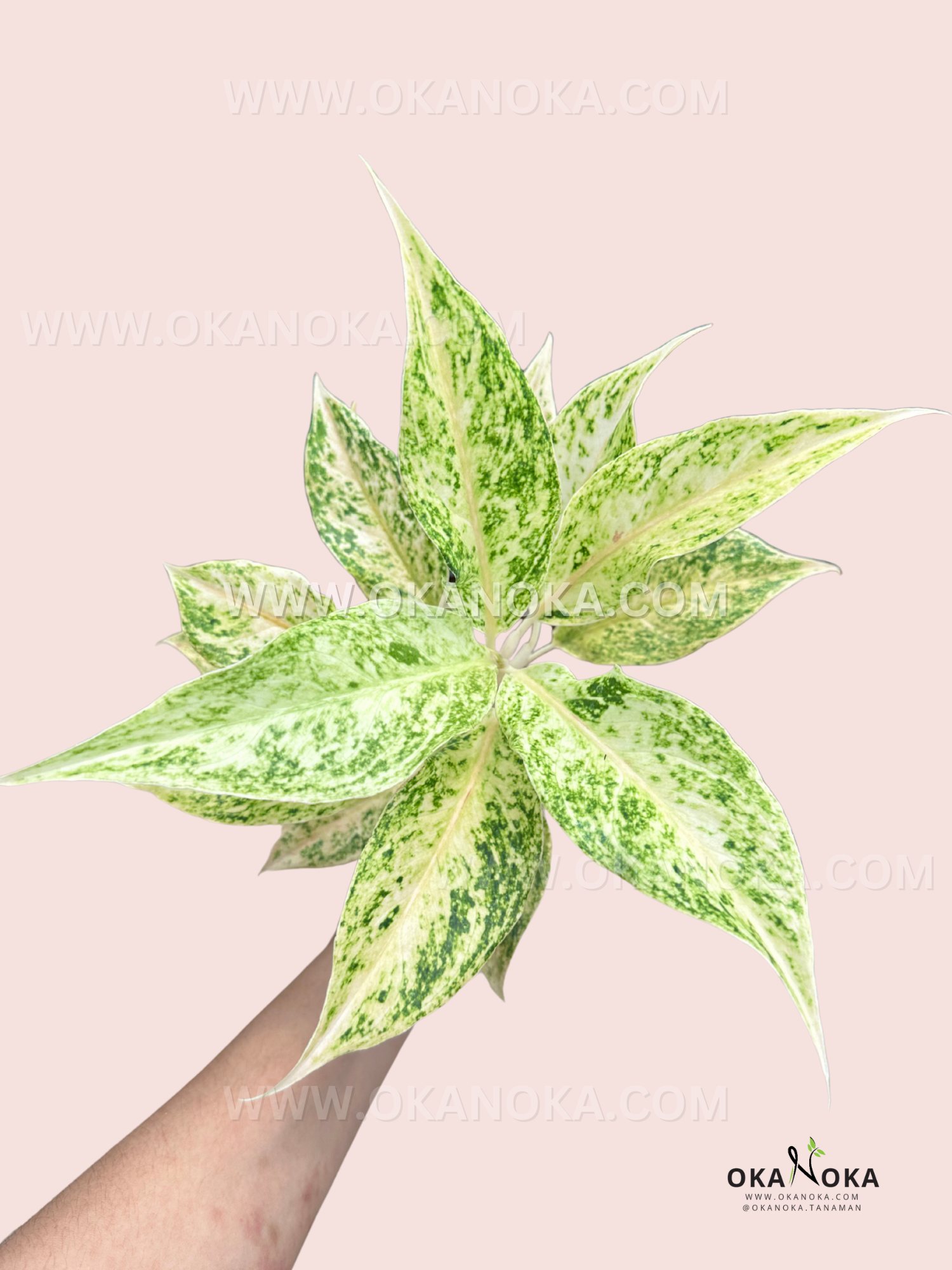 vigoro aglaonema white edge Aglaonema White Mayang – Okanoka