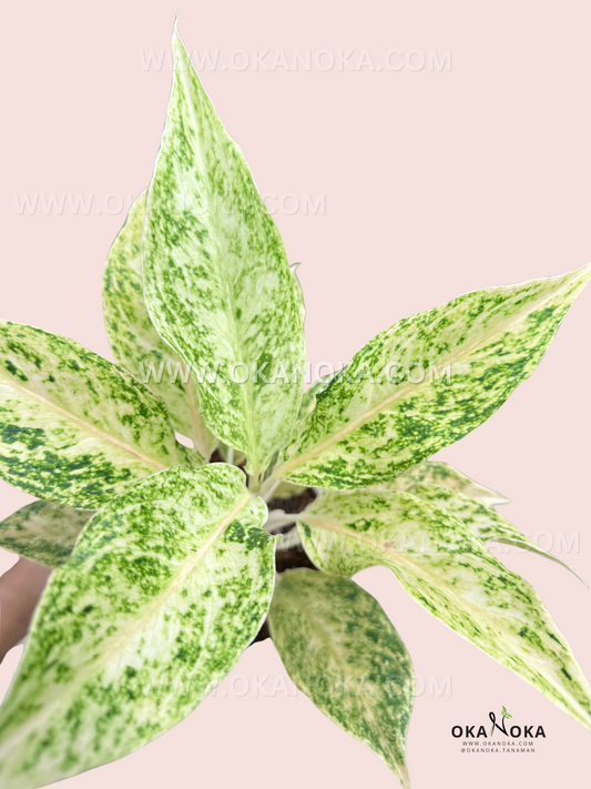 A close-up of Aglaonema White Mayang’s lush green and white variegated leaves, showcasing its vibrant marbled foliage.