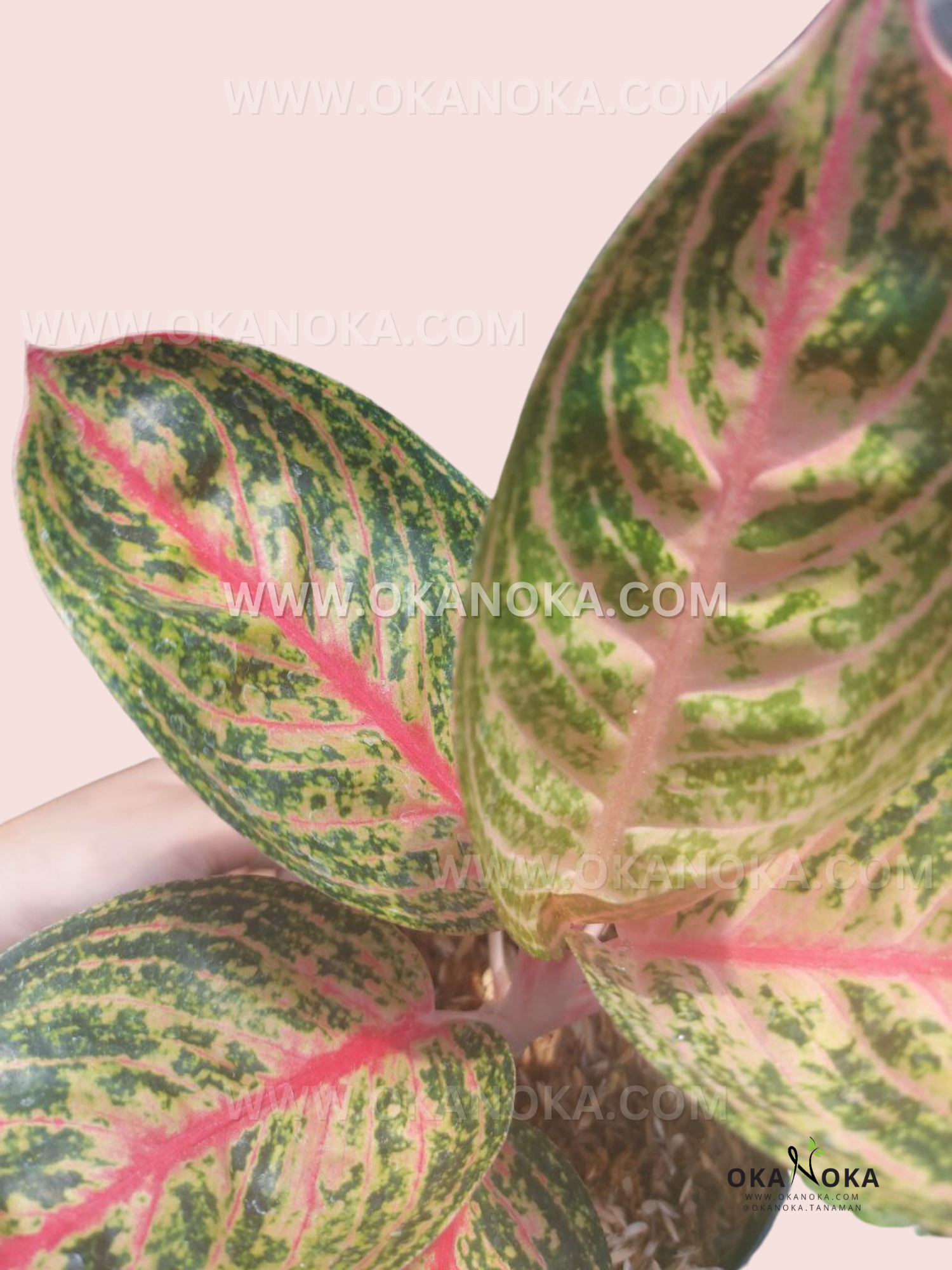aglaonema widuri care Aglaonema Orange Widuri