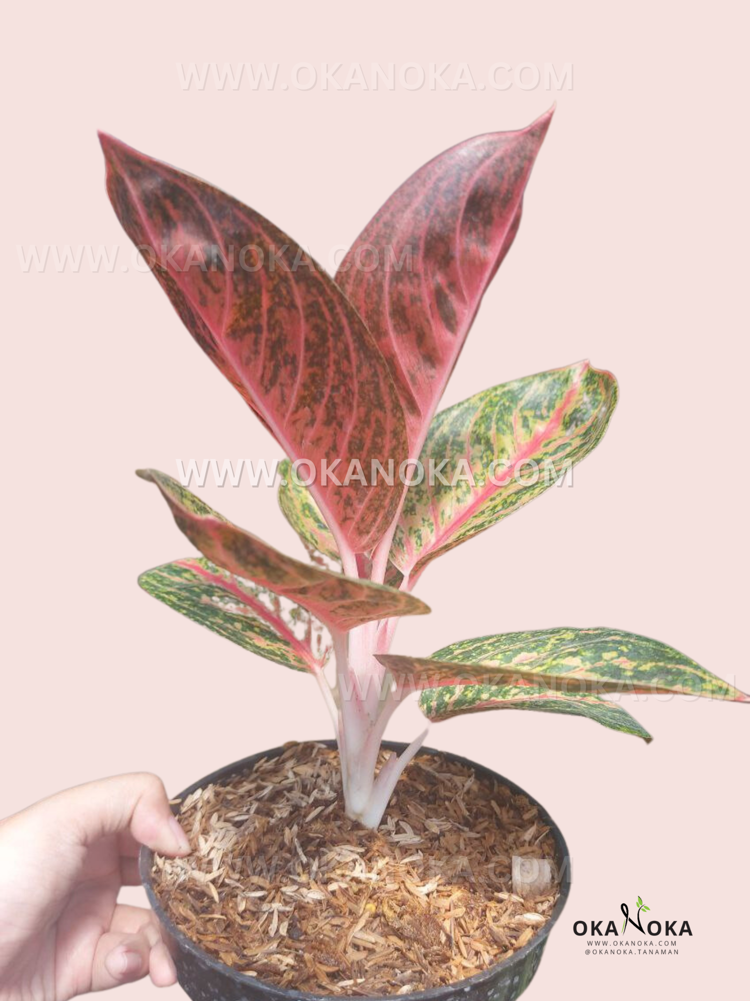 aglaonema widuri care Aglaonema Orange Widuri