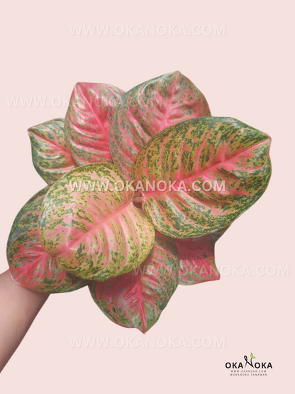 Aglaonema Wulandari