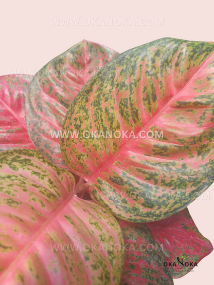 Aglaonema Wulandari