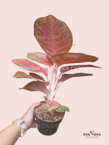 Aglaonema Wulandari