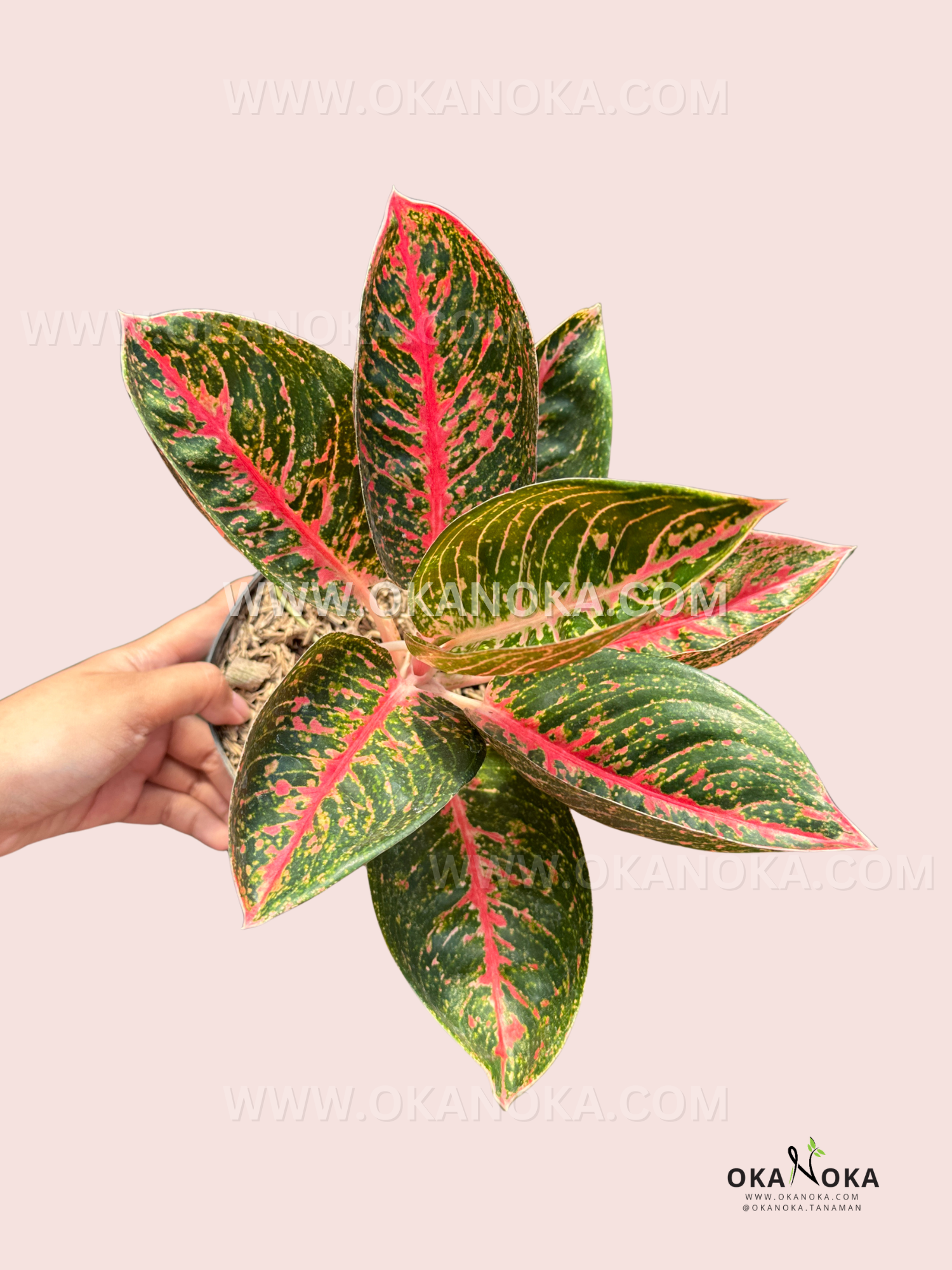 Hand holding Aglaonema Adelia plant with colorful variegated foliage