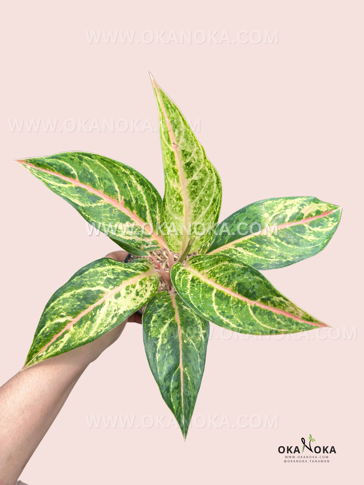 aglaonema dazzling gem Aglaonema Aladin – Okanoka