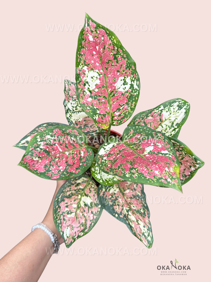 Hand holding Aglaonema Anyamanee Tricolor plant with green, pink, and white variegated leaves, vibrant and fresh live foliage on pale pink background.