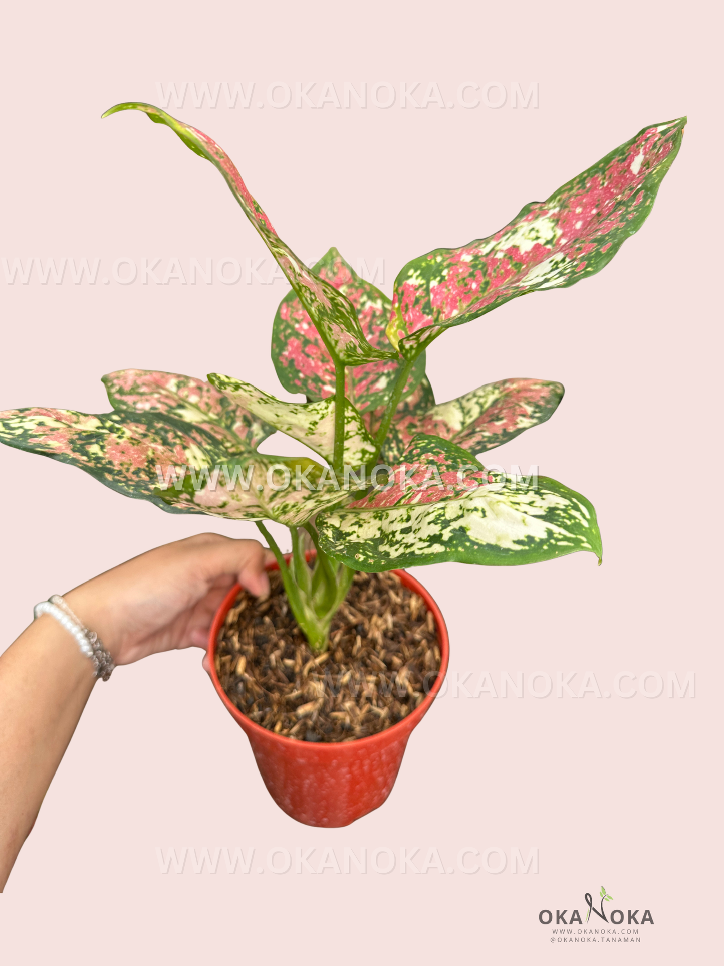 Side view of Aglaonema Anyamanee Tricolor plant in a red pot with striking colorful leaves.