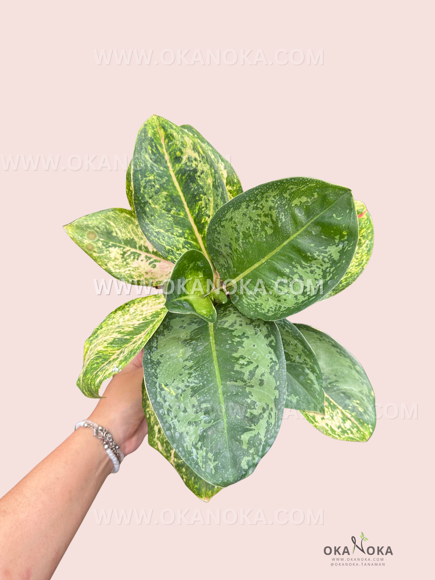 Close-up of variegated Aglaonema Ayu Green leaves showing speckled texture and vibrant green shades.