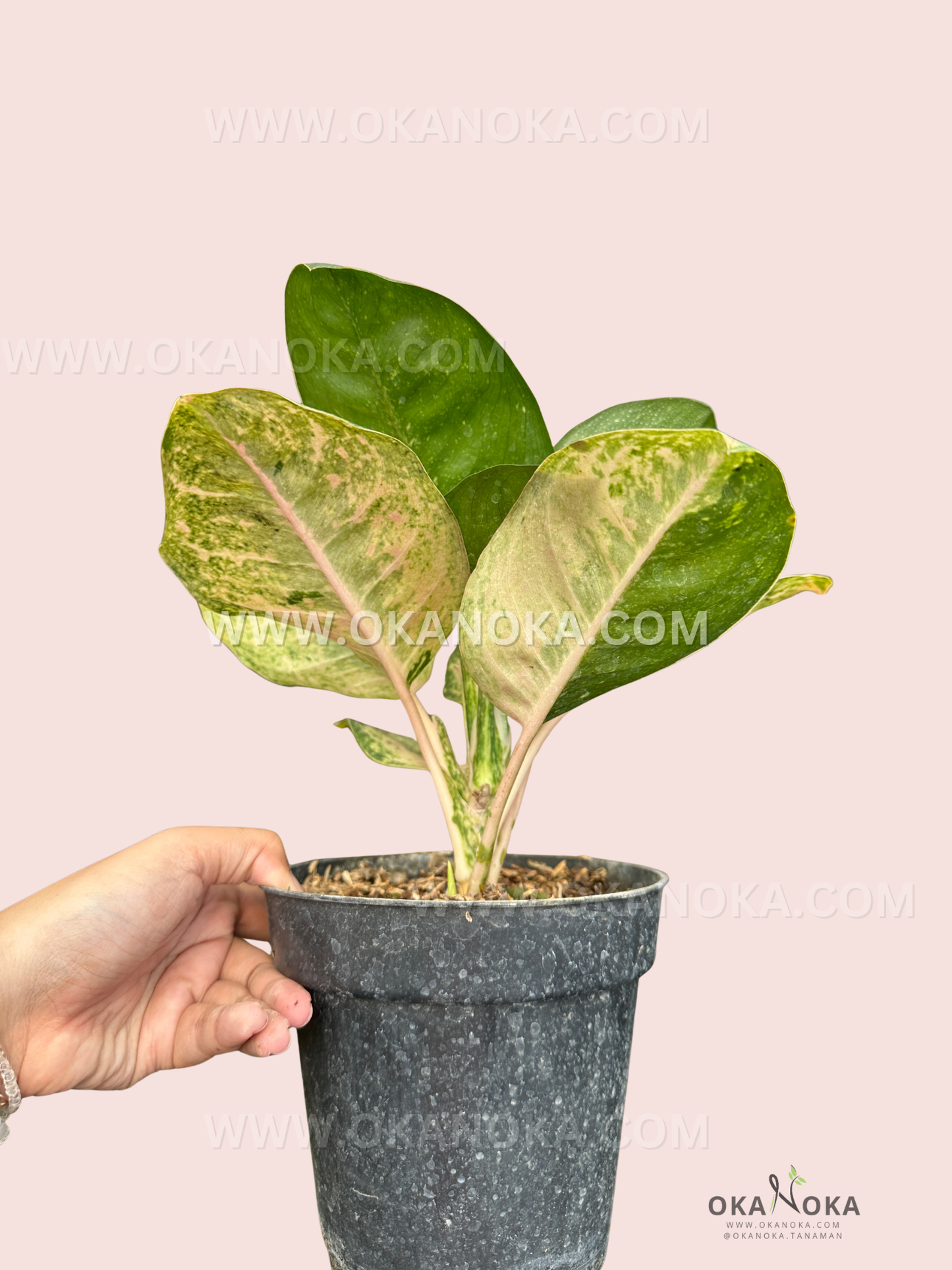 Side view of Aglaonema Ayu Green plant in black pot, highlighting healthy stem and variegated leaves.