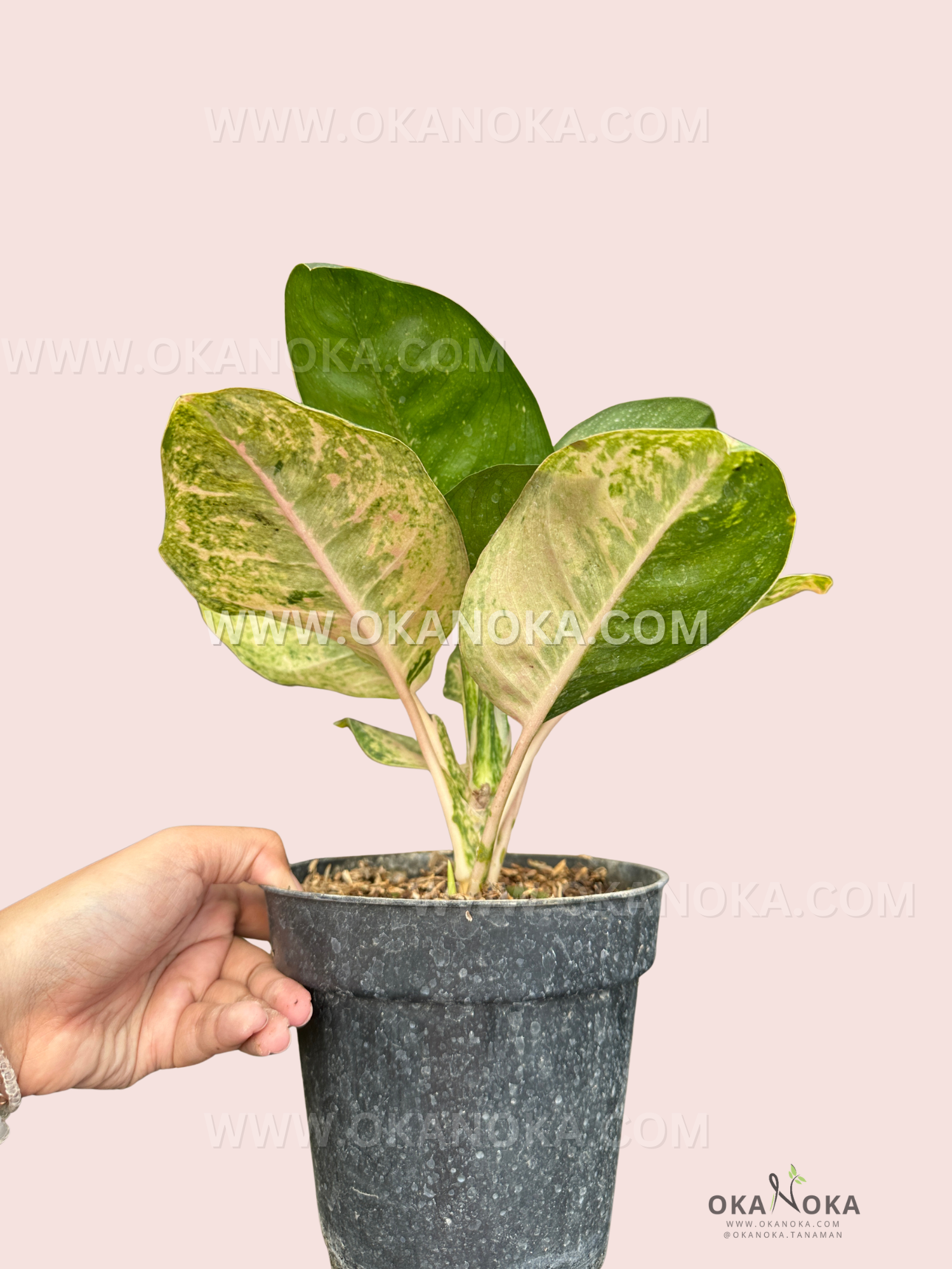 Side view of Aglaonema Ayu Green plant in black pot, highlighting healthy stem and variegated leaves.