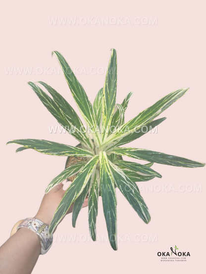 Top view of Aglaonema Bamboo leaves held in hand, highlighting variegation and leaf arrangement.