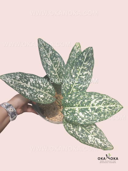 Hand holding Aglaonema Big Leaf with large marbled green and white foliage in a small pot.