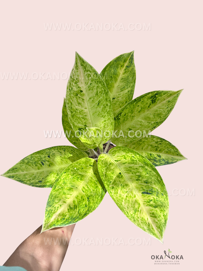 Aglaonema Big Roy White live plant held in hand with variegated green and white leaves in a black pot on soft pink background