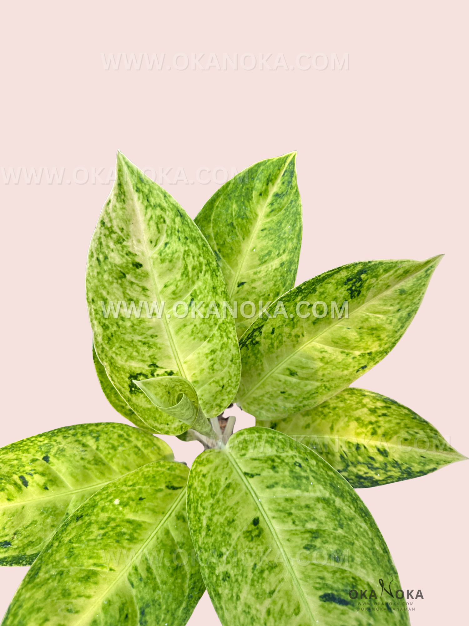 Aglaonema Ayu Green leaves with varied green tones, healthy indoor plant.