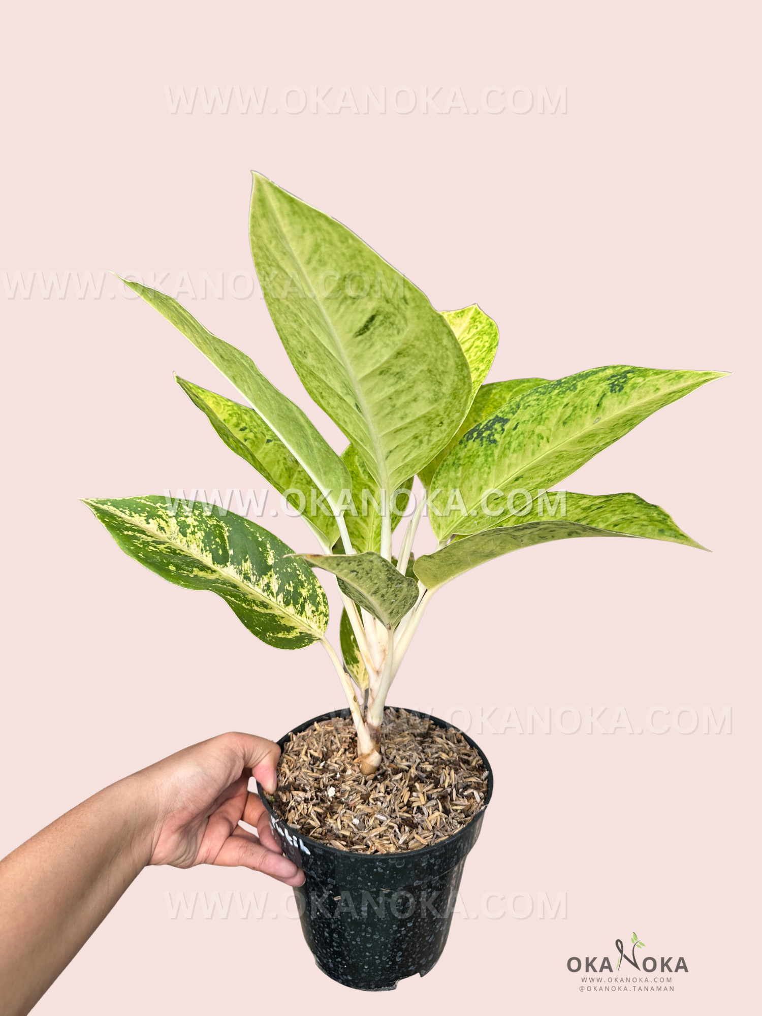 Full view of Aglaonema Ayu Green showcasing lush leaves in indoor lighting.