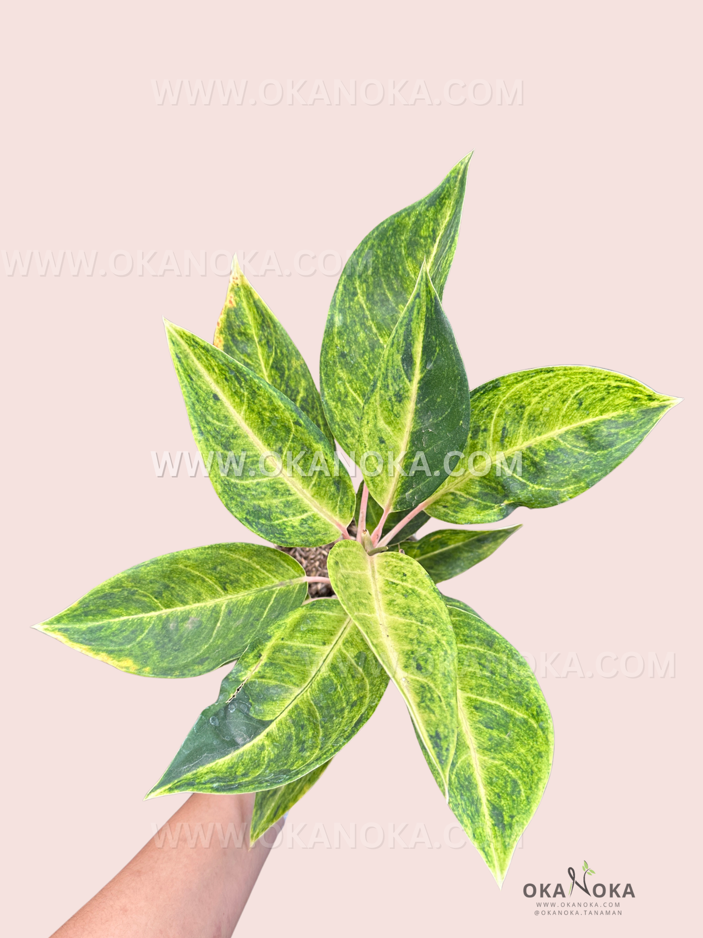 Top view of Aglaonema Claudia showing lush green variegated leaves with subtle light-green patterns.