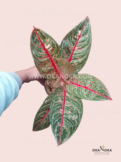 Close-up of Aglaonema Diana leaves showing bold red veins and green foliage.