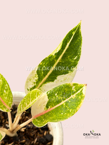 Aglaonema Donacarmen Variegated with vibrant orange to pink, green, and yellow cream foliage, a rare tropical plant for collectors. Available at Okanoka.com with worldwide shipping.