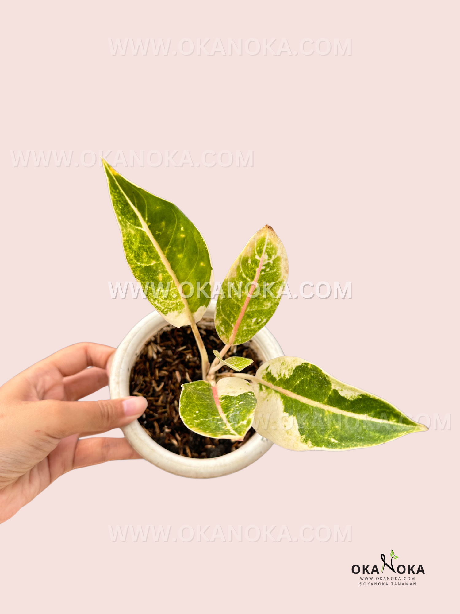 aglaonema variegata Aglaonema Donacarmen Variegated