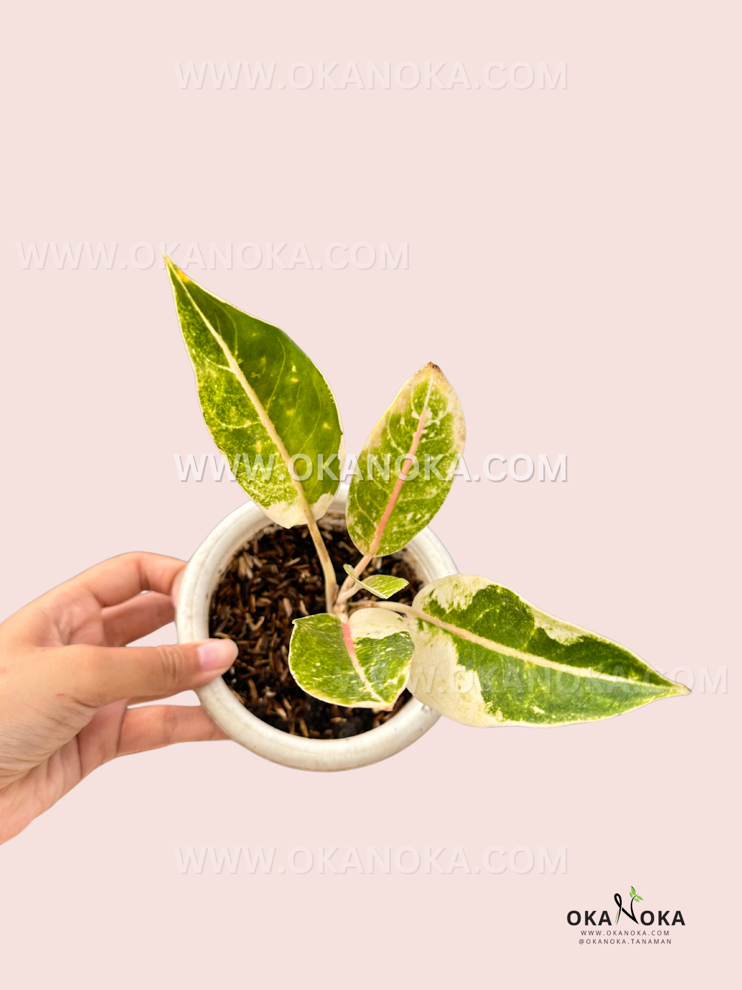 Aglaonema Donacarmen Variegated with vibrant orange to pink, green, and yellow cream foliage, a rare tropical plant for collectors. Available at Okanoka.com with worldwide shipping.