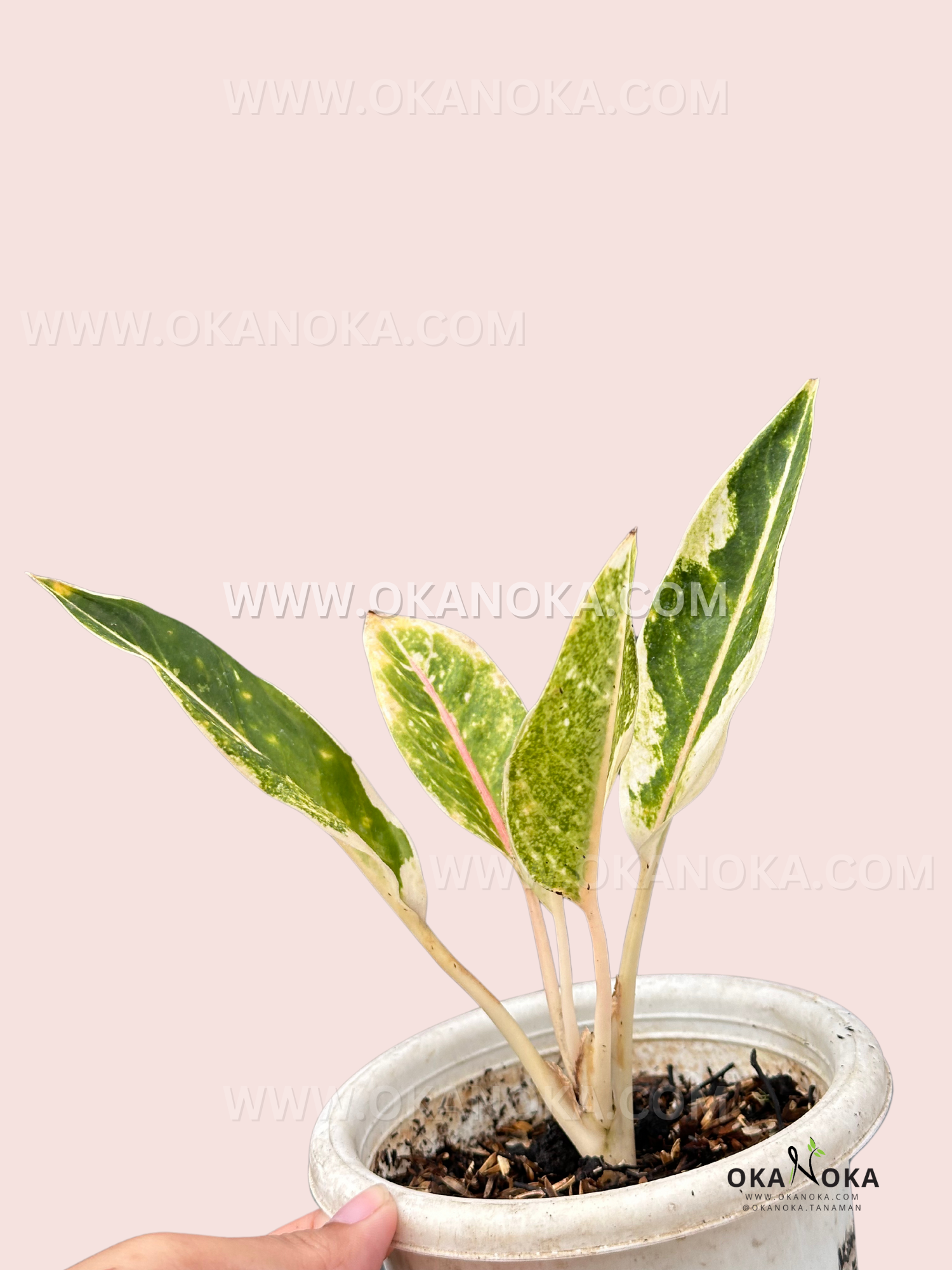 aglaonema sp variegata Aglaonema Donacarmen Variegated
