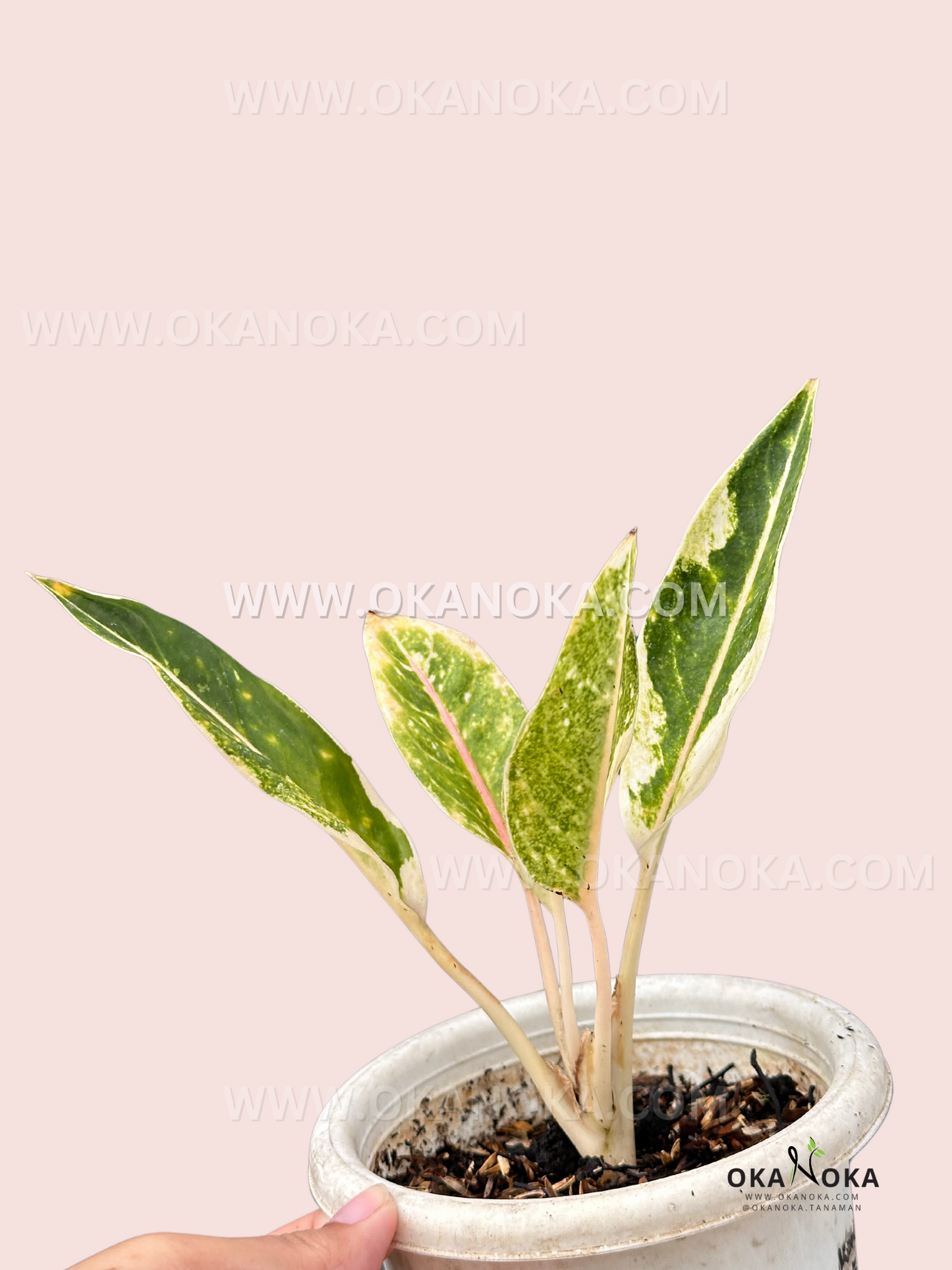 Aglaonema Donacarmen Variegated with vibrant orange to pink, green, and yellow cream foliage, a rare tropical plant for collectors. Available at Okanoka.com with worldwide shipping.