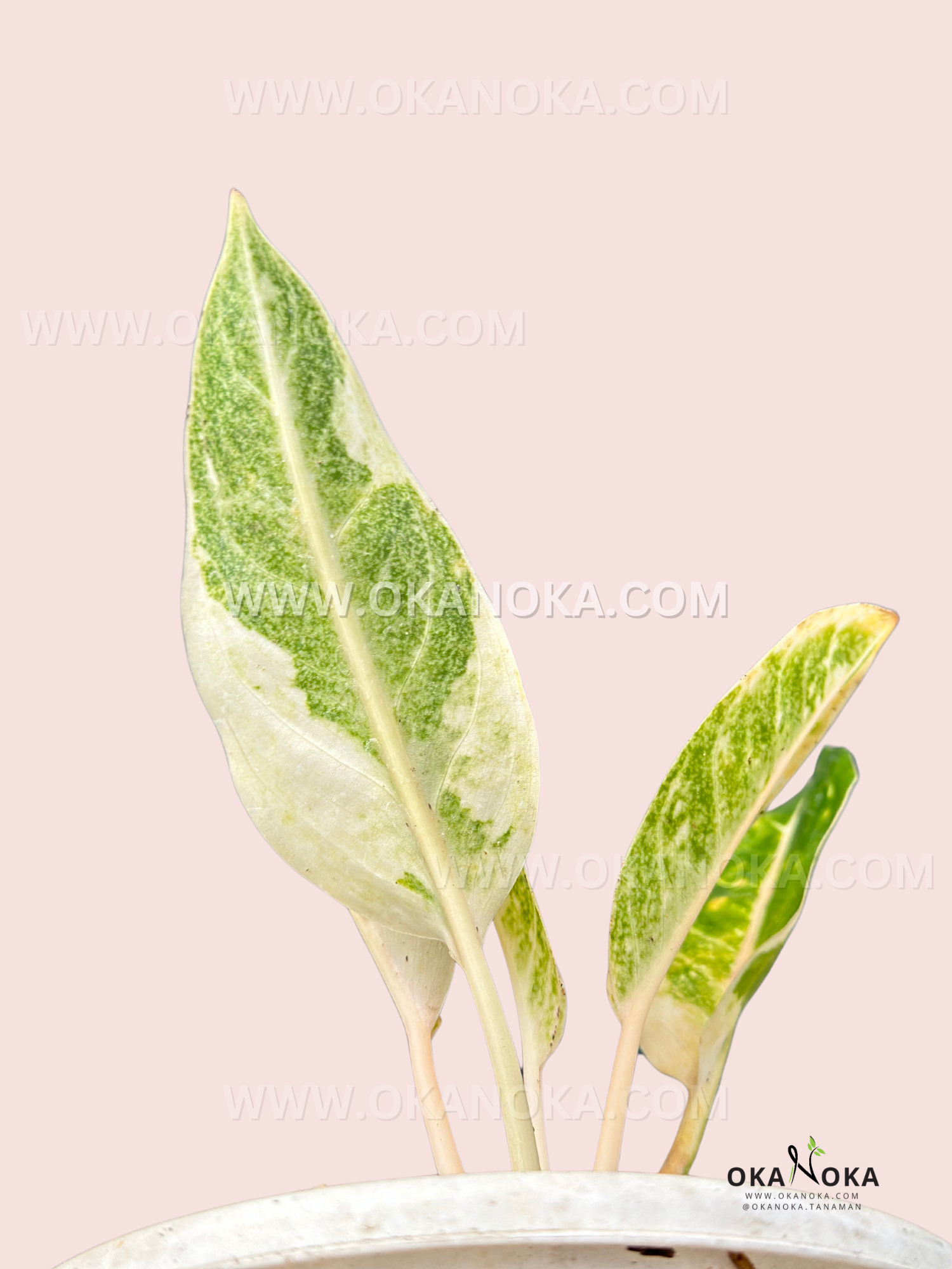 aglaonema dona carmen Aglaonema Donacarmen Variegated – Okanoka