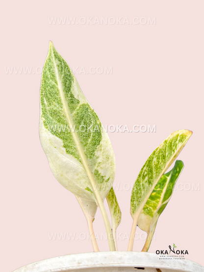 Aglaonema Donacarmen Variegated with vibrant orange to pink, green, and yellow cream foliage, a rare tropical plant for collectors. Available at Okanoka.com with worldwide shipping.