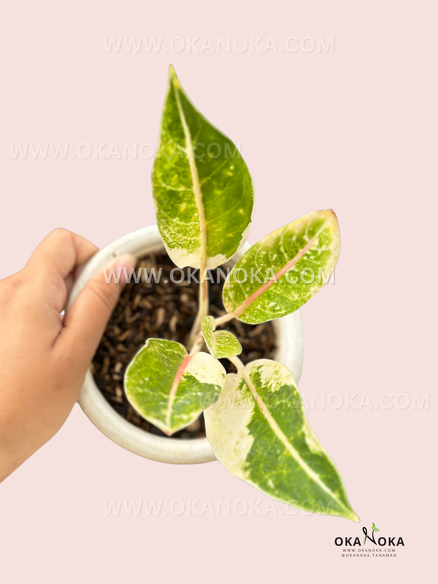 aglaonema dona carmen Aglaonema Donacarmen Variegated – Okanoka