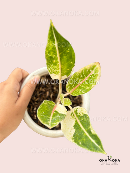 Aglaonema Donacarmen Variegated with vibrant orange to pink, green, and yellow cream foliage, a rare tropical plant for collectors. Available at Okanoka.com with worldwide shipping.