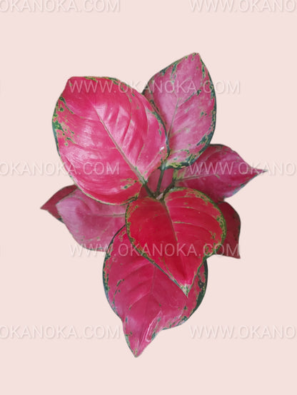 Overhead view of small potted Aglaonema Dud Anyamanee highlighting leaf pattern and texture.
