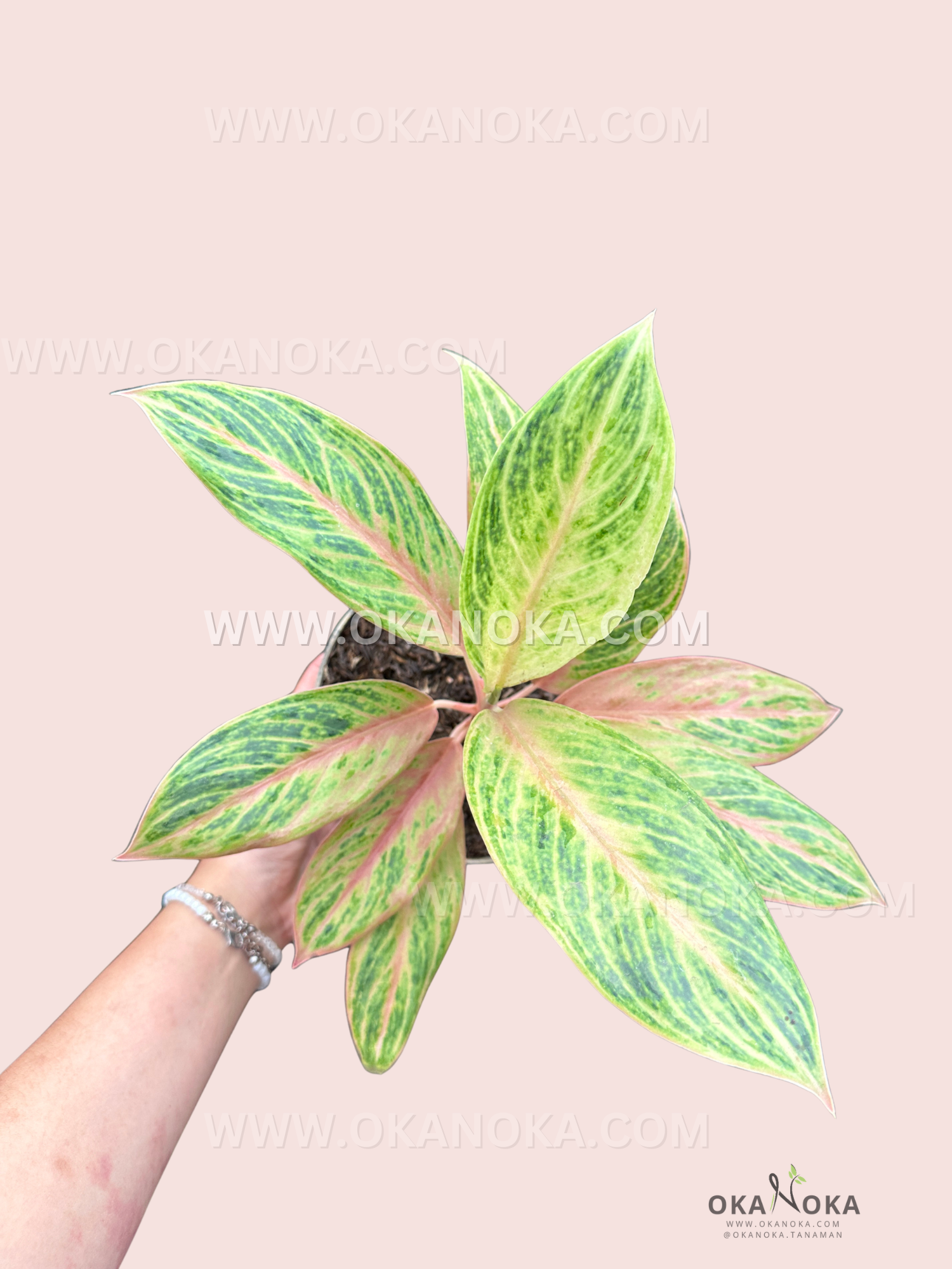 Top view of Aglaonema Electra showing vibrant green variegated leaves in a pink background.