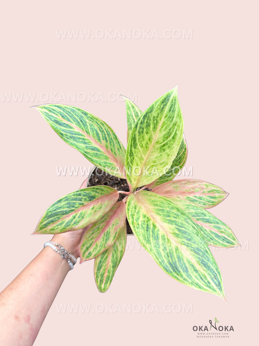 Top view of Aglaonema Electra showing vibrant green variegated leaves in a pink background.