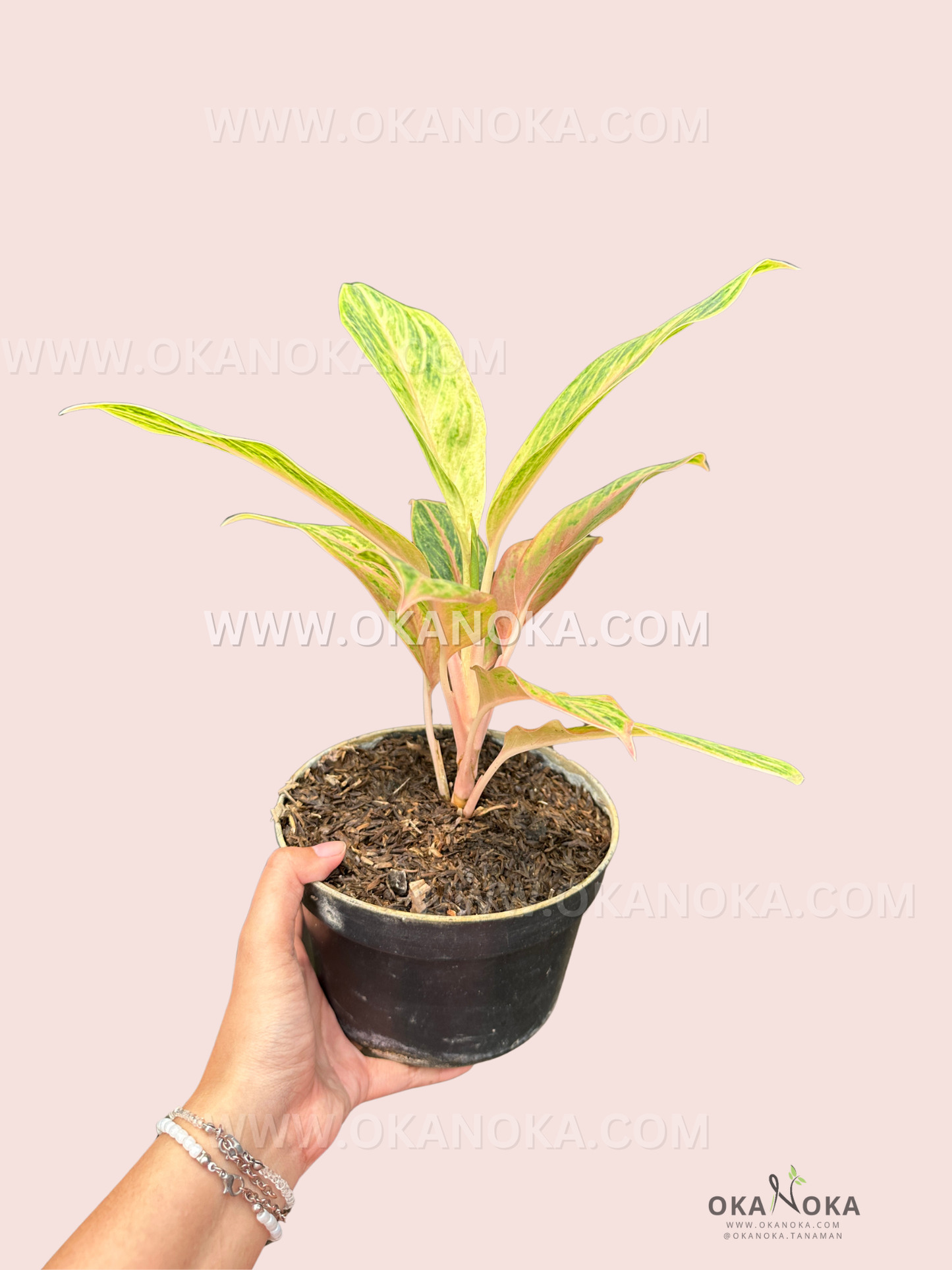 Detailed view of Aglaonema Electra leaf patterns with light green streaks and creamy edges.