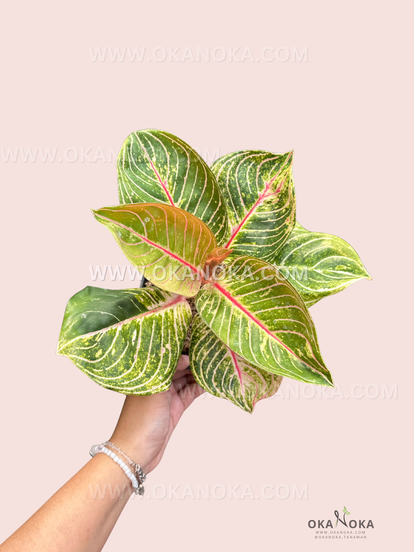 Close-up of a healthy Aglaonema Esmeralda plant with vibrant variegated green leaves, held by hand against a pastel pink background, perfect for indoor décor.