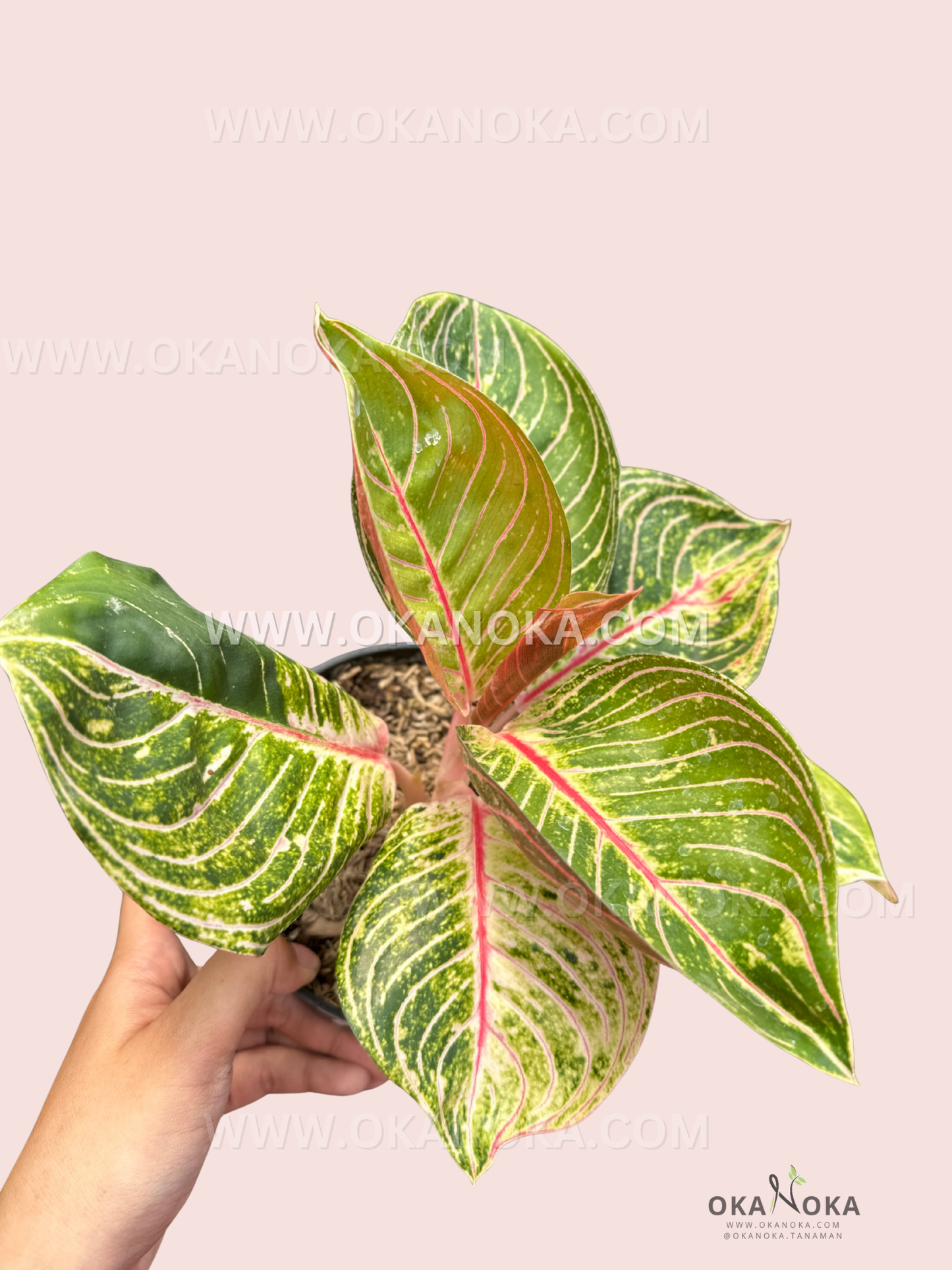 Aglaonema Esmeralda plant in black pot with glossy green leaves against pastel background.