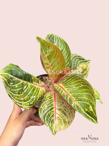 Aglaonema Esmeralda plant in black pot with glossy green leaves against pastel background.