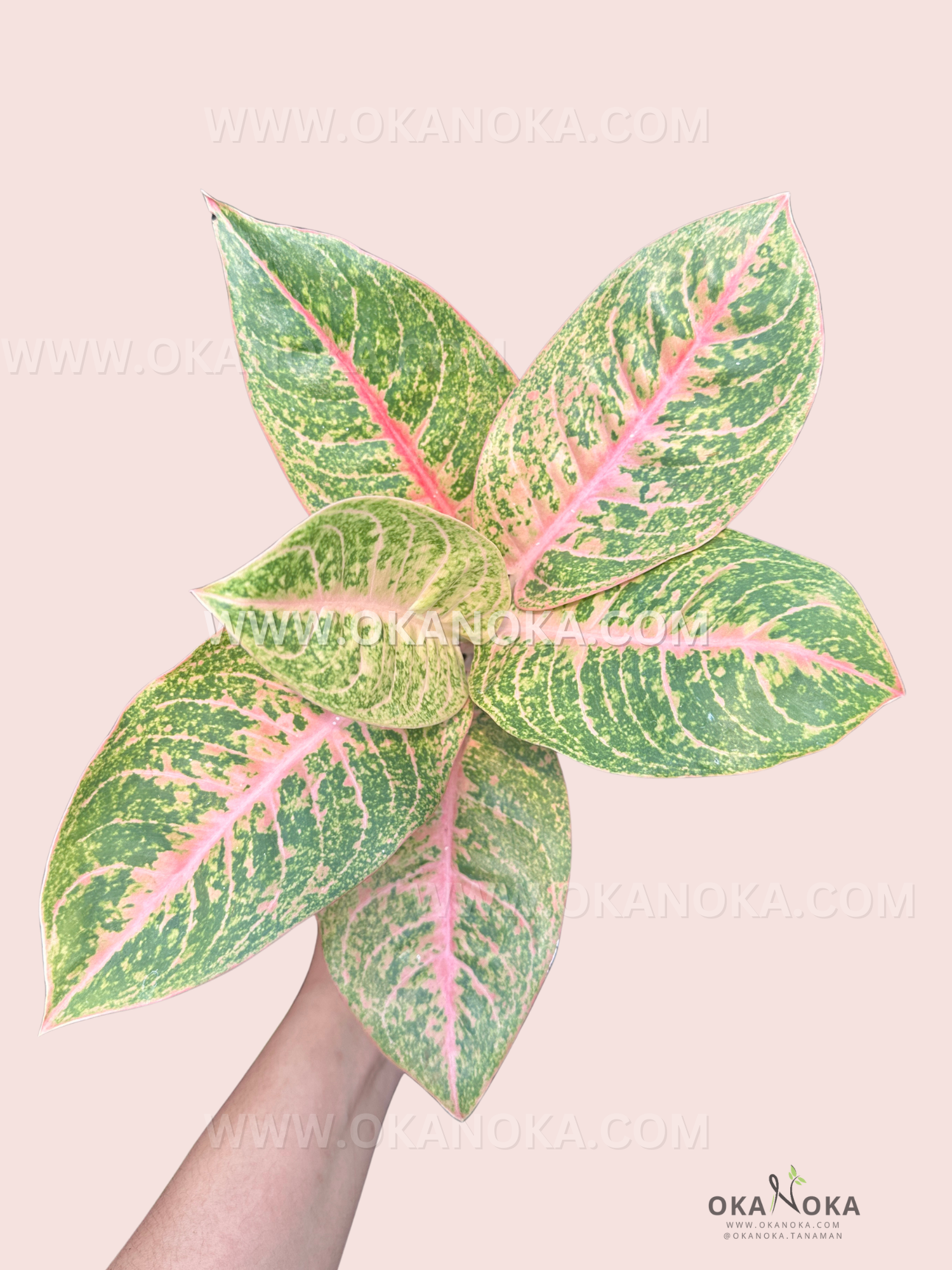 Close-up of Aglaonema Harley Quinn plant showing glossy green leaves splashed with pink and cream variegation, held in hand over neutral background.