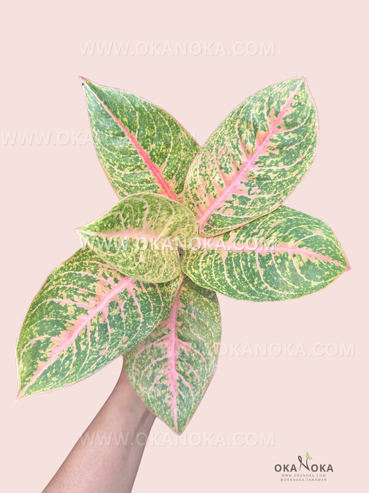Close-up of Aglaonema Harley Quinn plant showing glossy green leaves splashed with pink and cream variegation, held in hand over neutral background.