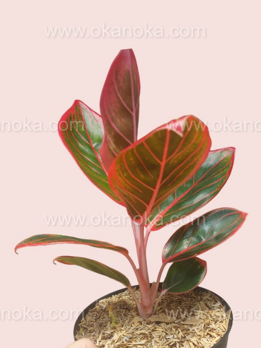 Aglaonema Khanza – Okanoka