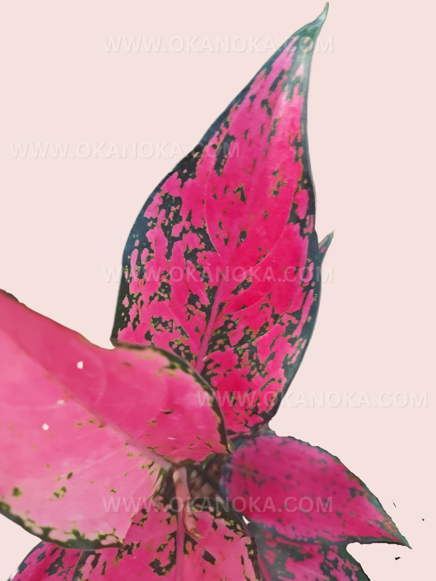 Side view of Aglaonema Konkom potted plant, highlighting variegation patterns and healthy leaves.