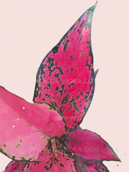 Side view of Aglaonema Konkom potted plant, highlighting variegation patterns and healthy leaves.