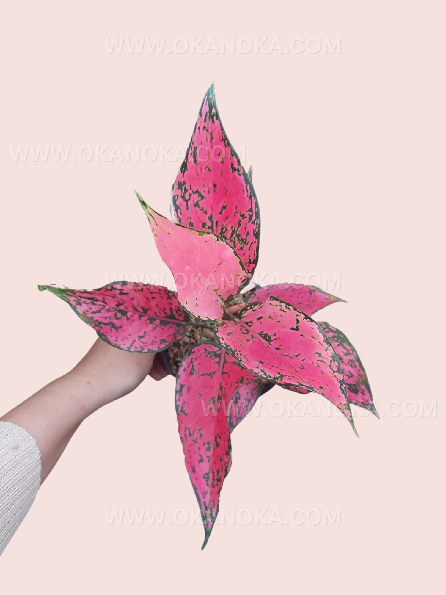 Top view of Aglaonema Konkom, displaying intricate pink and green leaf variegation in a small pot.