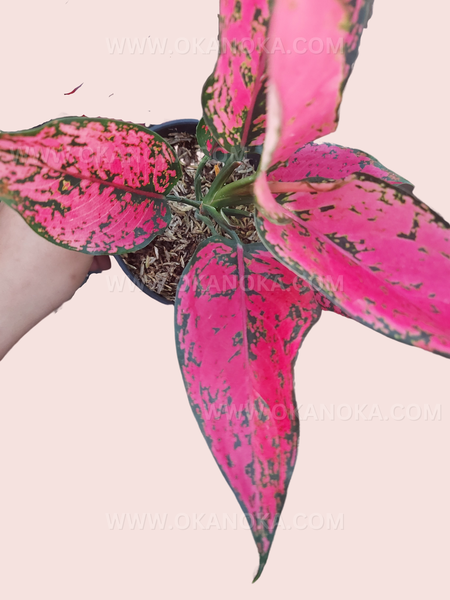 Full potted Aglaonema Konkom with multiple variegated leaves, showing plant structure and lush growth.